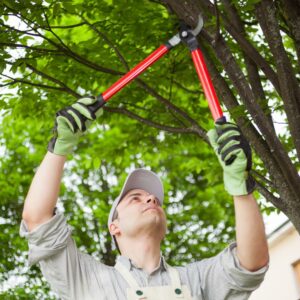 man trimming trees
